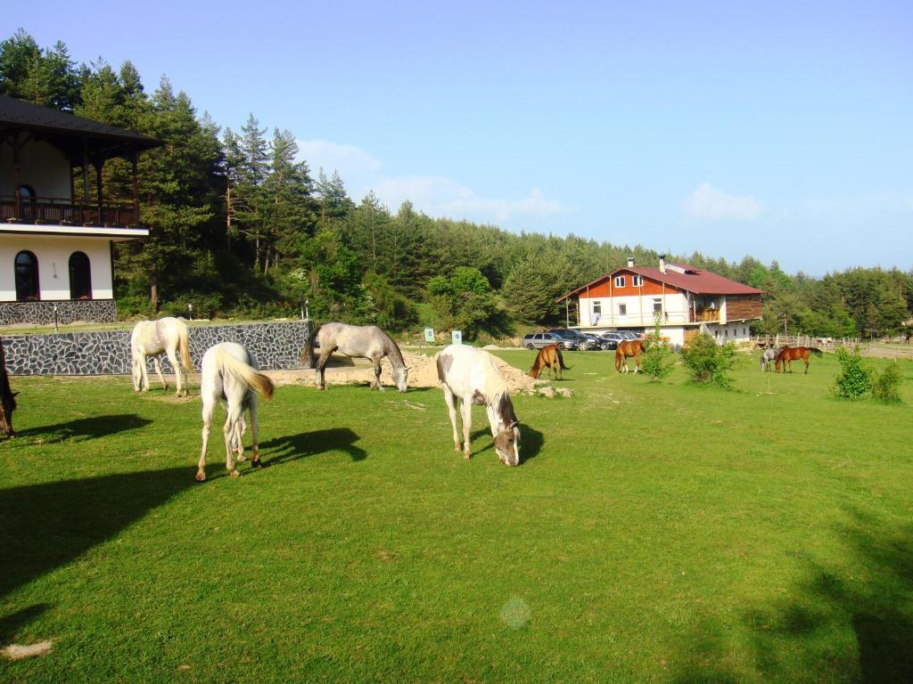 Rusaliite Adventure House Bacsevo Kültér fotó